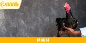 Đá gà C4 - Trải nghiệm giải đấu chọi kê đỉnh cao tại 888B