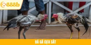 Đá Gà Cựa Sắt - Sức Hút Mãnh Liệt Và Các Giống Gà Tại 888B