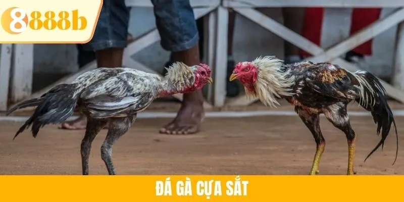 Đá Gà Cựa Sắt - Sức Hút Mãnh Liệt Và Các Giống Gà Tại 888B