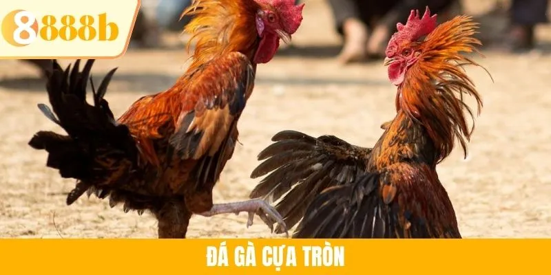 Đá Gà Cựa Tròn - Hình Thức Chọi Kê Siêu Hấp Dẫn Tại 888B