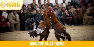 Trực Tiếp Đá Gà Thomo - Thông Tin Cơ Bản Cần Biết