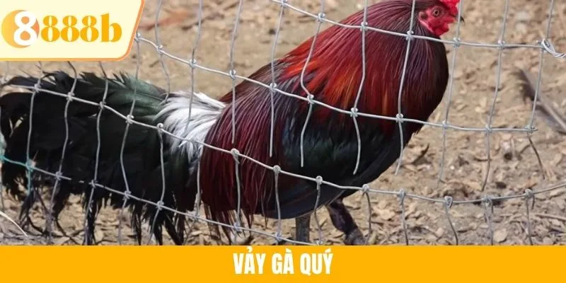 Vảy Gà Quý - Những Dấu Hiệu Đặc Biệt Của Chiến Kê Tại 888B